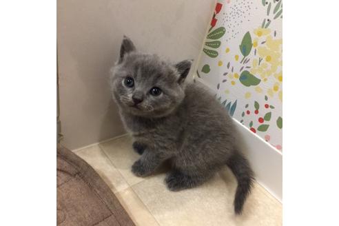 成約済の大阪府のブリティッシュショートヘア-3047の1枚目